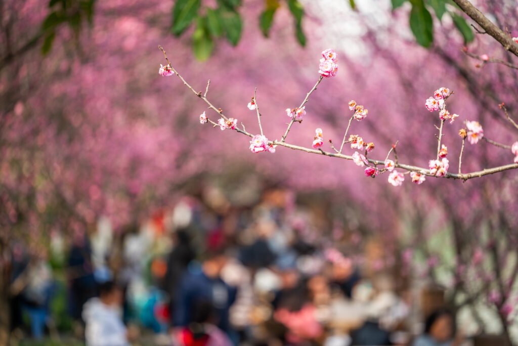 People enjoying blooming plum trees by the river in Chengdu