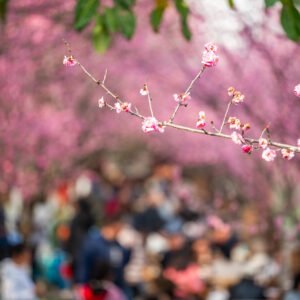 People enjoying blooming plum trees by the river in Chengdu