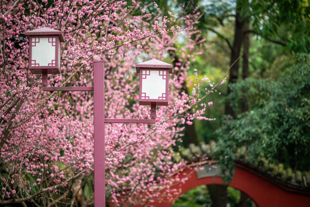 Pink lamppost against pink blooming plum trees in springtime