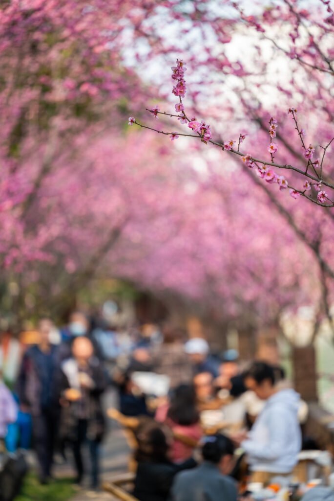 People enjoying blooming plum trees by the river in Chengdu