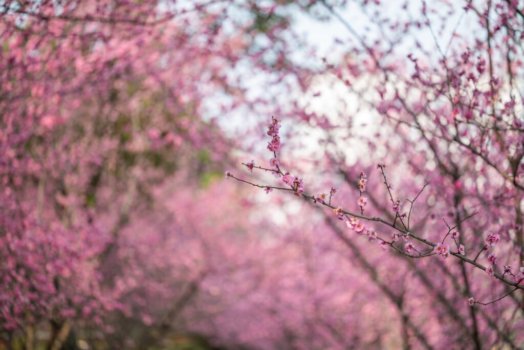 Pink blooming plum trees in springtime
