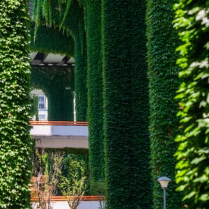 Elevated roads pillars covered by ivy in the city
