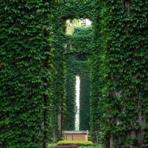 Elevated roads pillars covered by ivy in the city