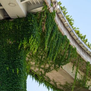 Elevated road pillar covered by ivy against clear blue sky