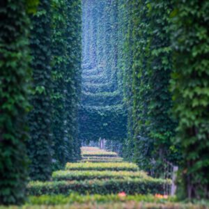 Elevated roads pillars covered by ivy in the city