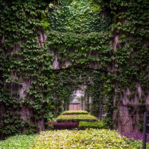 Elevated roads pillars covered by ivy in the city