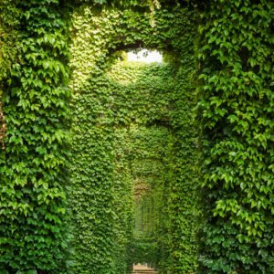 Elevated roads pillars covered by ivy in the city