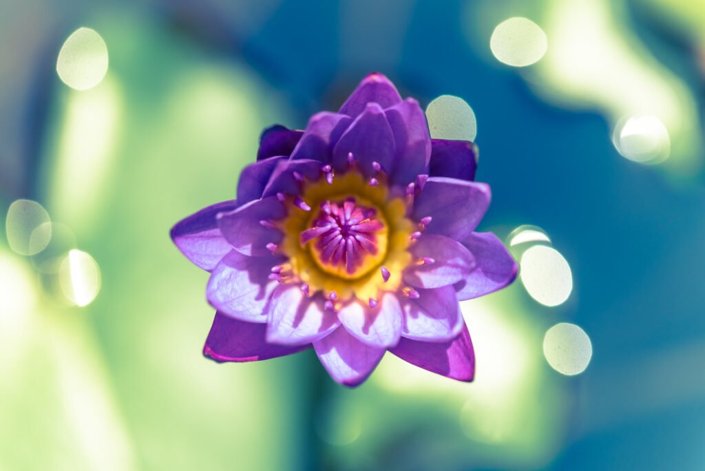 Purple lotus water lily flower close-up in a pond