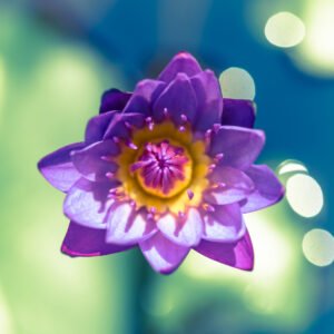 Purple lotus water lily flower close-up in a pond