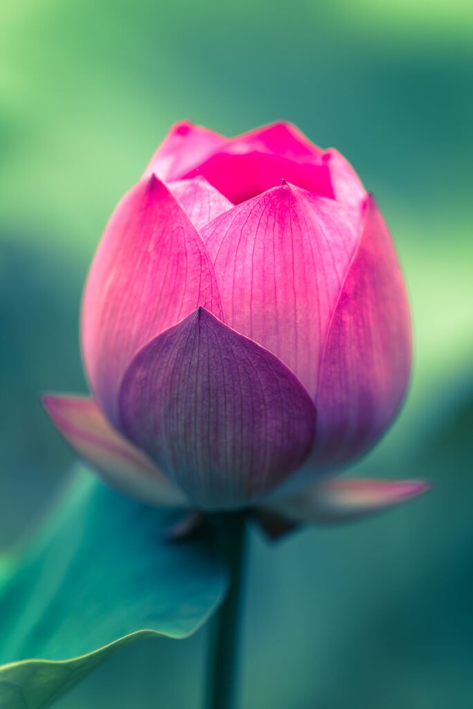Lotus water lily close-up view