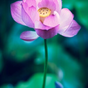 Lotus flower in a pond