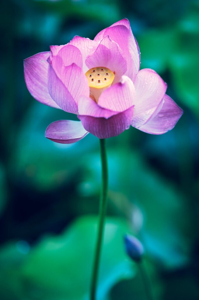 Lotus flower in a pond