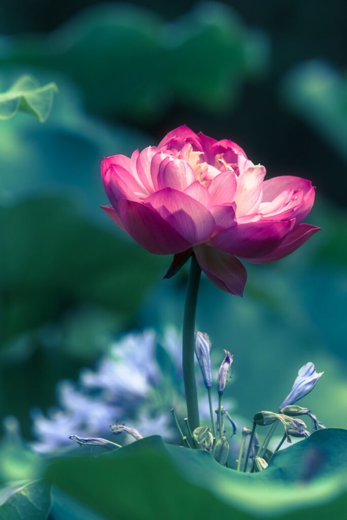 Lotus water lily flower close-up view