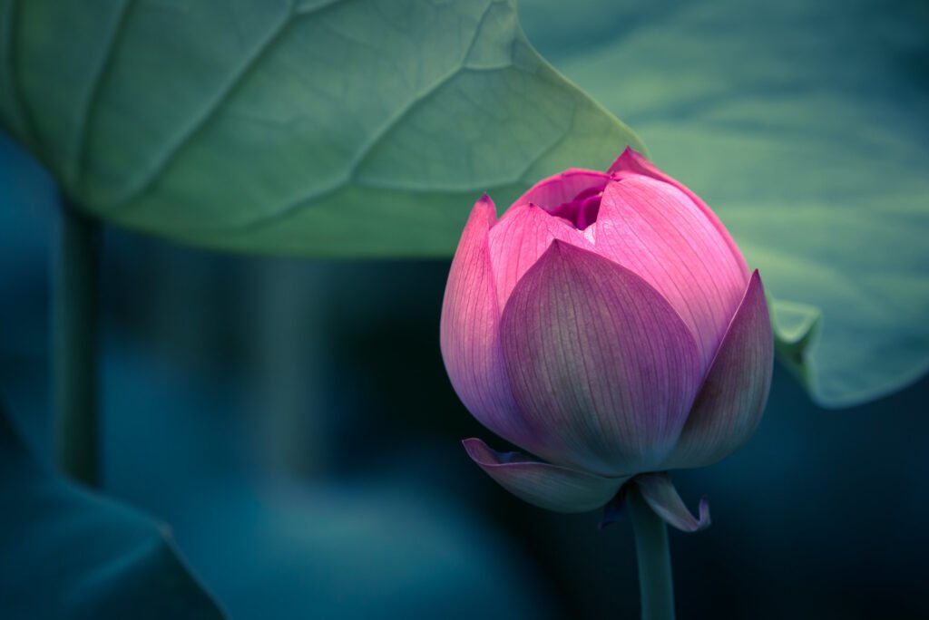 Lotus water lily flower on a pond