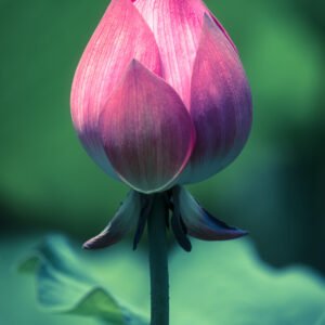 Lotus water lily flower on a pond