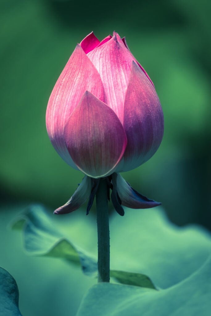 Lotus water lily flower on a pond