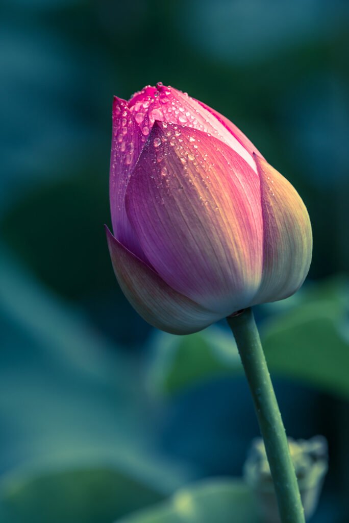 Lotus water lily flower close-up view