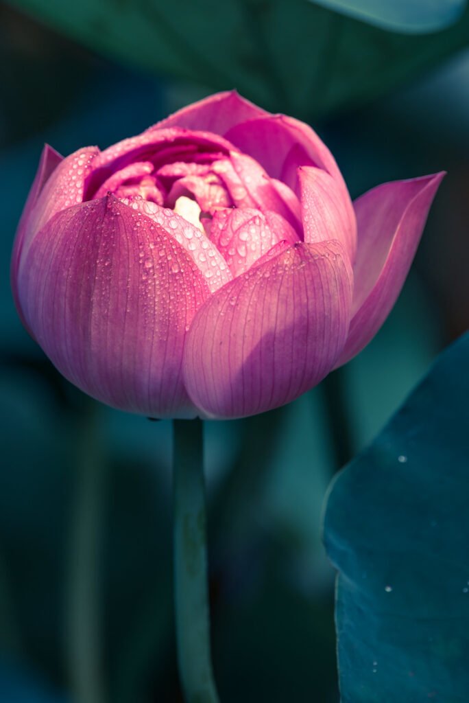 Lotus water lily flower close-up view
