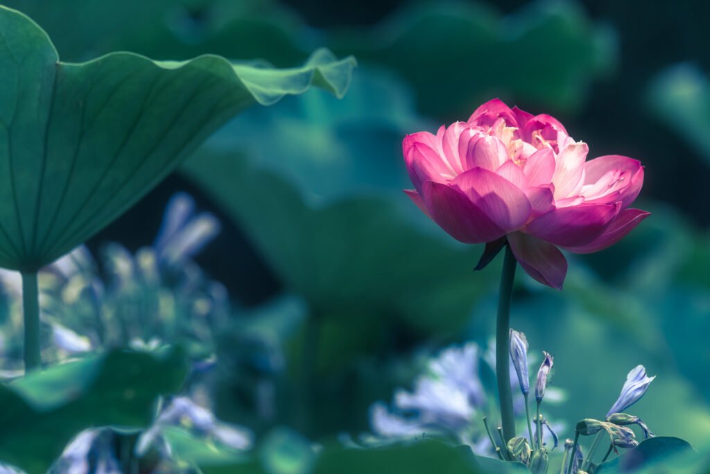Lotus water lily flower close-up view