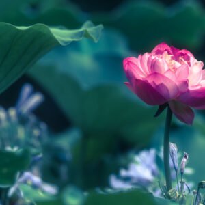 Lotus water lily flower close-up view
