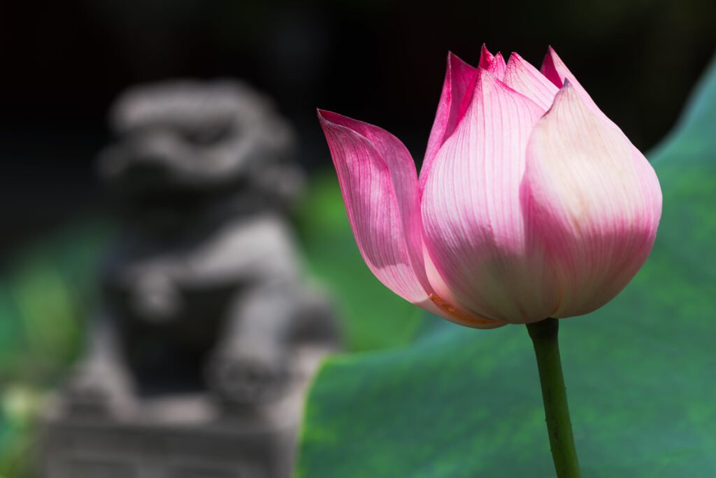 Lotus flower with lion stone statue in the background