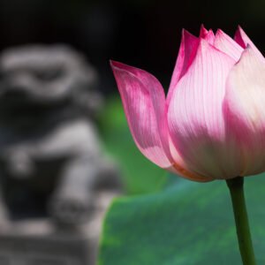 Lotus flower with lion stone statue in the background