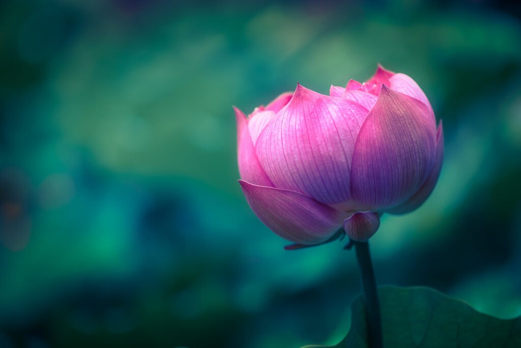Lotus water lily flower close-up view