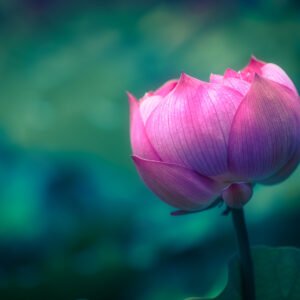 Lotus water lily flower close-up view