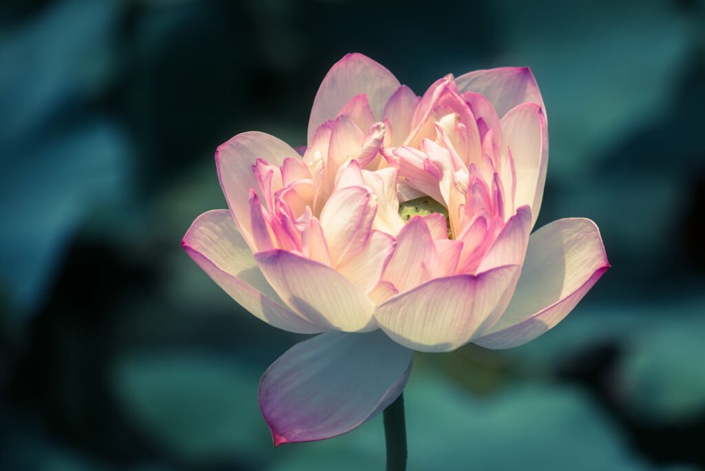 Lotus water lily flower on a pond