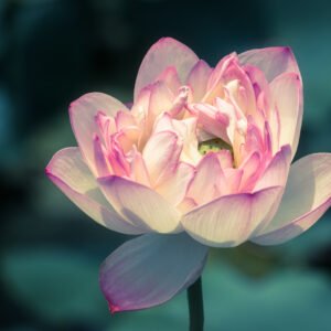 Lotus water lily flower on a pond