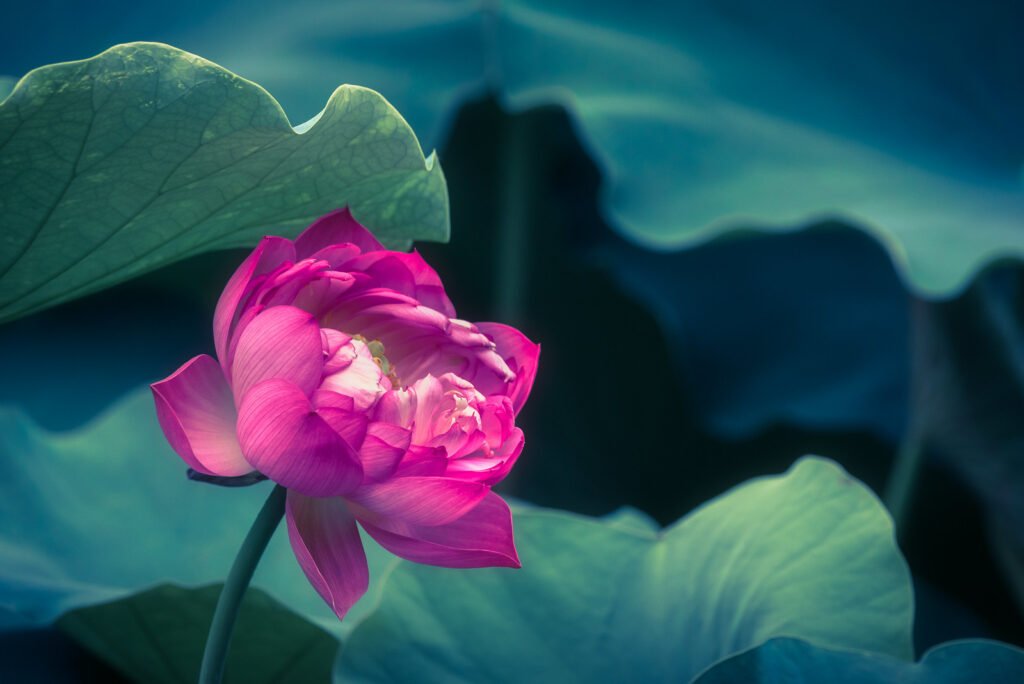 Lotus water lily flower on a pond