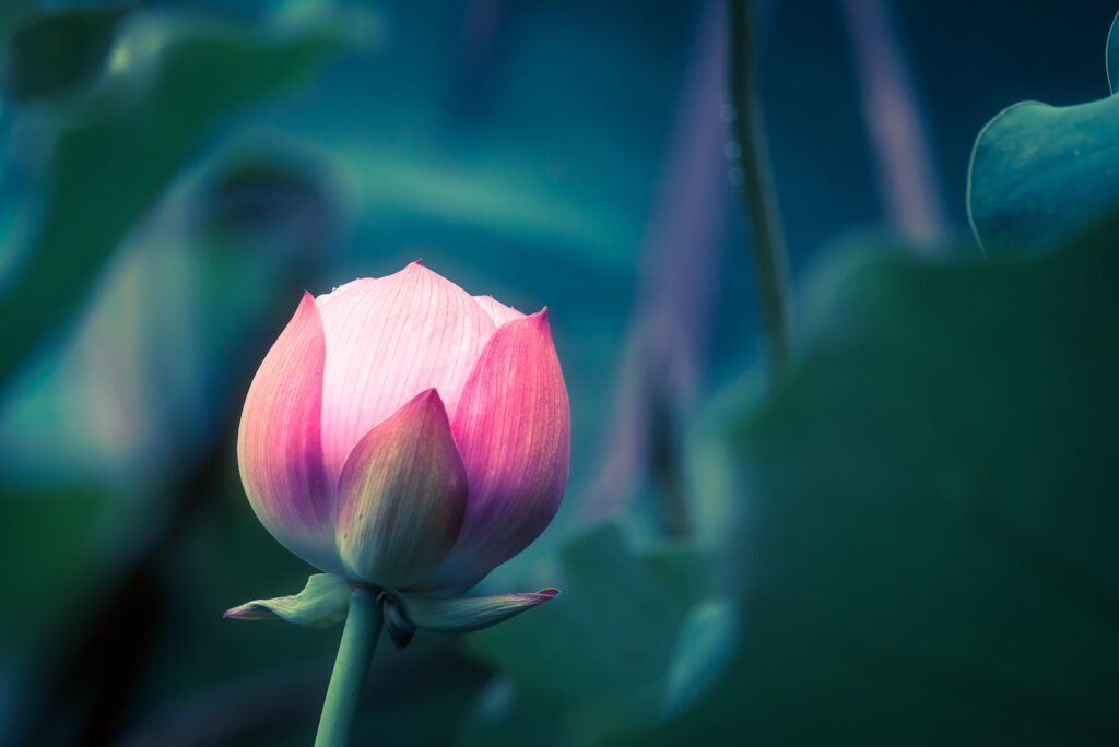 Lotus water lily flower close-up view