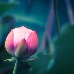 Lotus water lily flower close-up view