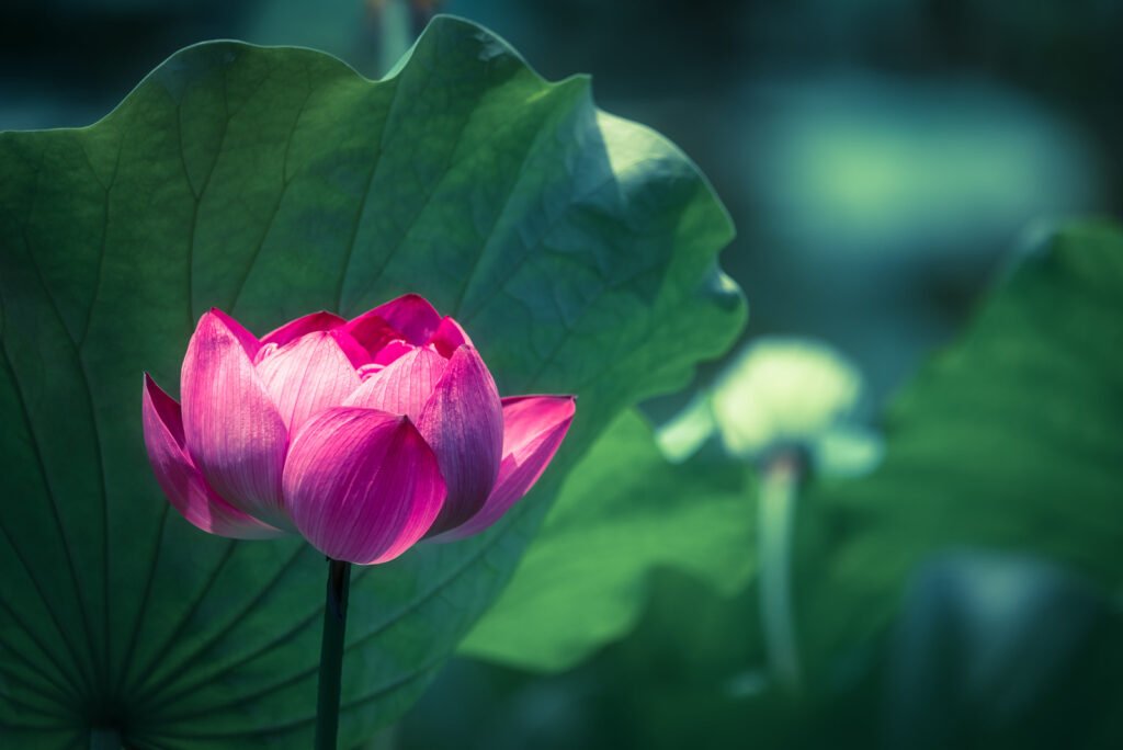 Lotus water lily flower on a pond
