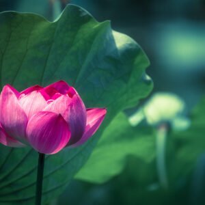Lotus water lily flower on a pond