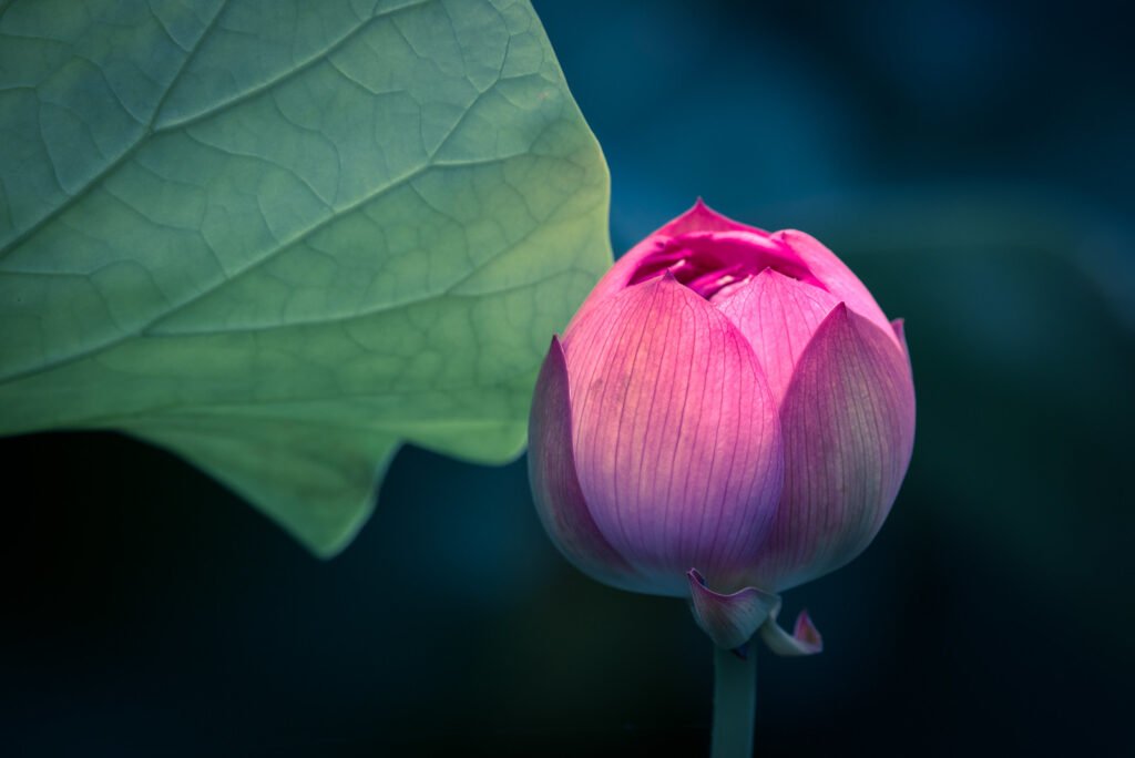 Lotus water lily flower on a pond