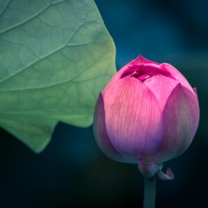 Lotus water lily flower on a pond