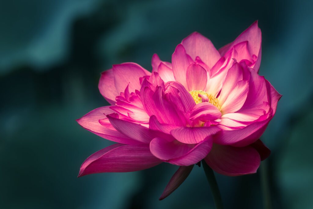 Lotus water lily flower on a pond