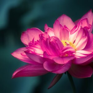 Lotus water lily flower on a pond