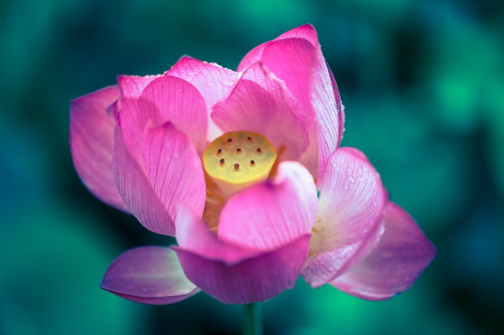 Lotus flower in a pond