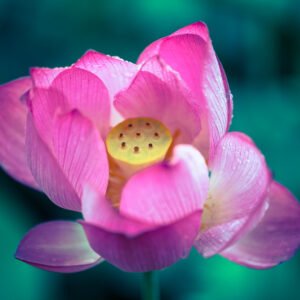Lotus flower in a pond
