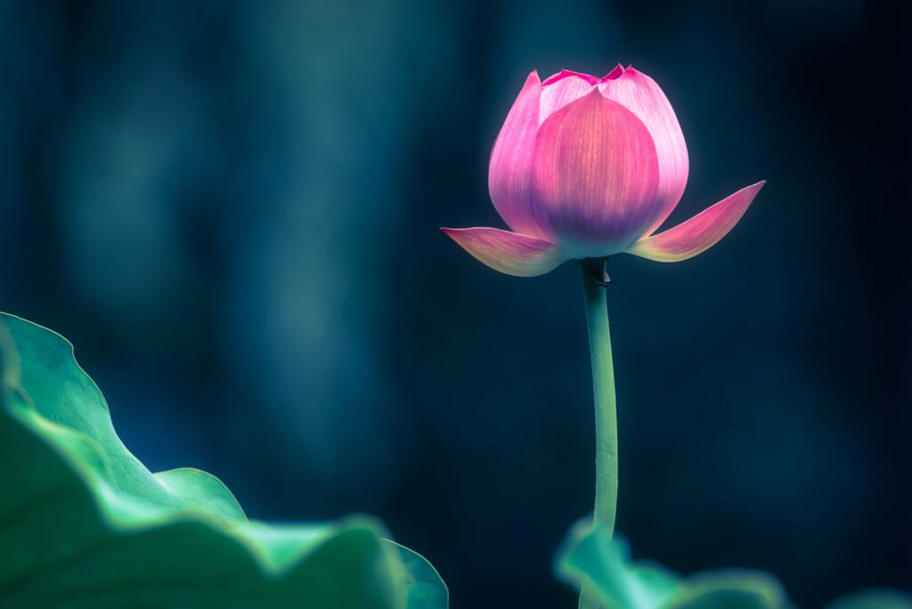 Lotus water lily flower close-up view