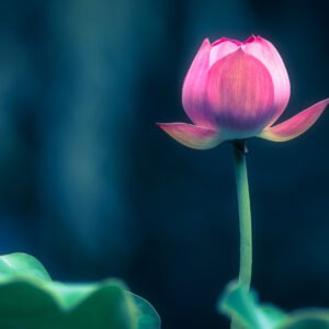 Lotus water lily flower close-up view