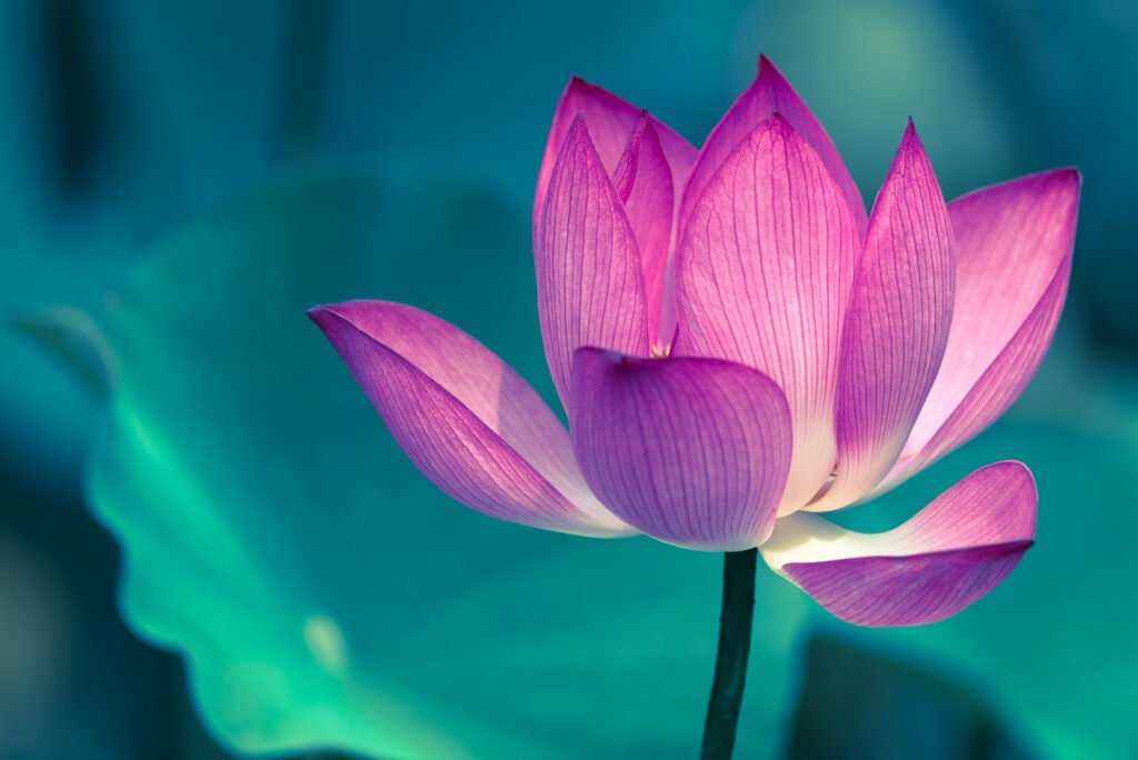Lotus water lily flower close-up