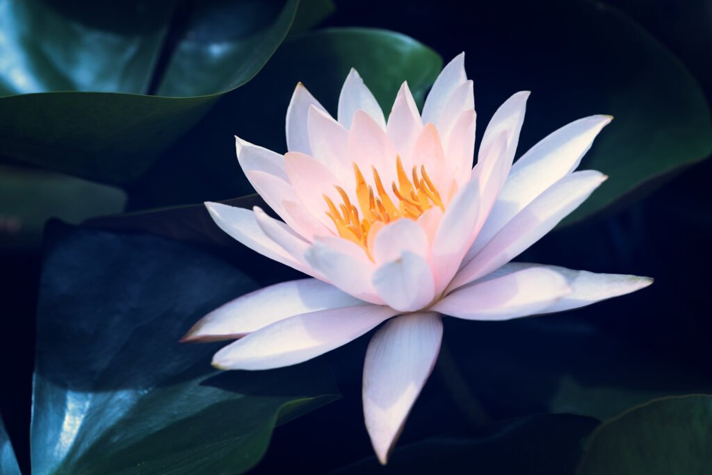 Lotus water lily in a pond close-up view