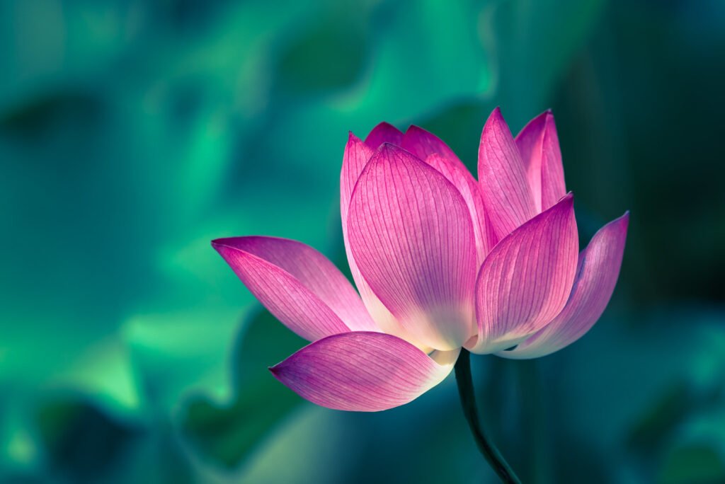 Lotus water lily flower close-up