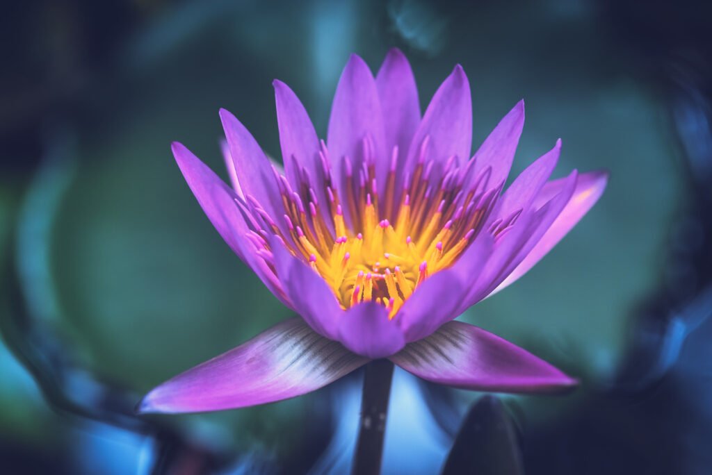 Purple lotus water lily flower close-up in a pond