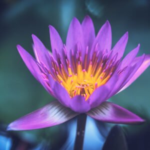 Purple lotus water lily flower close-up in a pond
