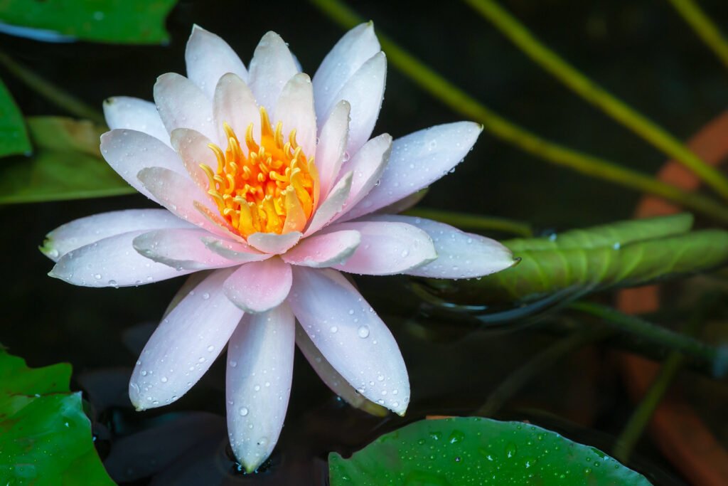 Lotus flower in a pond