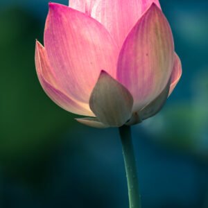 Lotus water lily flower close-up view